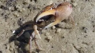 Marsh Friends- Species Diversity in a Salt Marsh: In the Grass, On the Reef