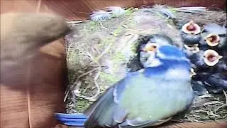 Wren Feeding Blue Tit Chicks [14th May 2020] Springwatch BBC