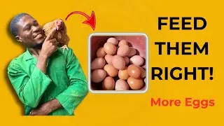 Правильная программа кормления кур-несушек, начиная с суточных цыплят и до достижения пика продук...