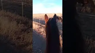 Long Shadows at SUNSET on January 3rd #montana #horse