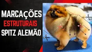 As 3 principais Marca&ccedil;&otilde;es do trimming Comercial em Spitz alem&atilde;o 