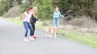 Pick up your dog poop - PSA by AHS Green Club