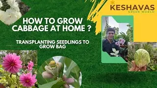 Cabbage Transplanting | Grow Bag Method | Terrace Gardening