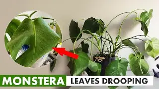 This is why your Monstera leaves drooping