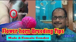 Flowerhorn Breeding I male and female identification
