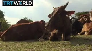 Maasai Conversation: Cattle farming accused of damaging environment