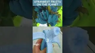 Strangest Fruits: 6 Health Benefits of Blue Java Banana | #BlueJavaBanana #ExoticFruits #shorts