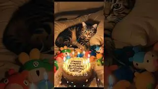 A Lonely Cat&rsquo;s Birthday &mdash; Sad Yet Beautiful 🎁🐾 #shorts