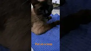 sweetest meow #cat #viral #kitten