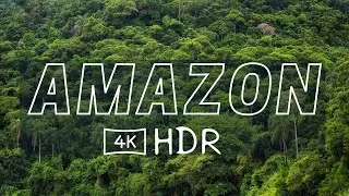 Amazon in 4K Scenic relaxation - calming | World's largest tropical rainforest ~ amazon jungle Drone