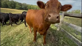 Dexter Cattle Grazing Wildflowers