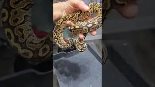 Monsoon season is coming 🤞😉 #monsoon #ballpython #pythonregius #royalpythons #exotics #petreptiles