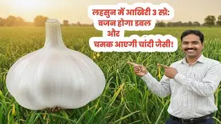 लहसुन का कंद मोटा करने का गुप्त तरीका 80 दिन के बाद डालें ये अमृतLahsun ka kand mota karne ka tarika