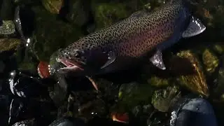 Eagle Lake trout fishing. Big trout!