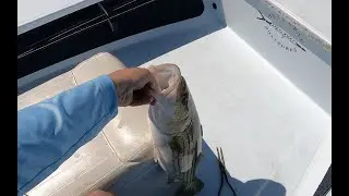 Sight Fishing Stripers with Paul Dixon