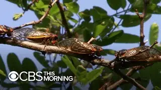 After 17 years of hiding, large swarm of Brood X cicadas expected to emerge