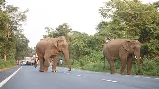 Respect wildlife:-Two gentle giants 🐘 cross the road! use their corridor in Buxa Tiger Reserve. 