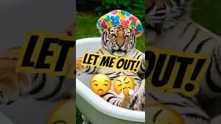 Bath Time BLUES! 🛀🐅 This Baby Tiger is NOT Amused! #shorts #viralshorts