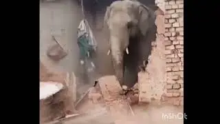 Elephant Destroys House