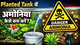 Fish मर रही हैं? Ammonia Problem का Complete Solution #aquarium #fish #plantedtank 