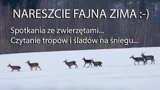 Nareszcie fajna zima! Czytanie trop&oacute;w i ślad&oacute;w zwierząt,  stado jeleni. Z życia fotograf&oacute;w przyrody