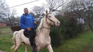 Big Money Stables New Cremello Stud Horse