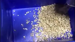 Cashew Nut Grade LWP - Large White Pieces