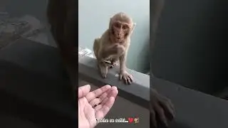 Nanhe se sathi....❤️🐒