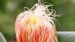 Desert Organic Farm Dubai