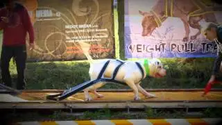 Weight pull tr&eacute;nink s ohodnocen&iacute;m - PIT BULL SPORT RAKOVN&Iacute;K