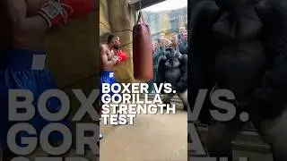 Pro Boxer Gets Humbled by Zoo Gorilla (Must Watch) #shorts #boxing #gorilla