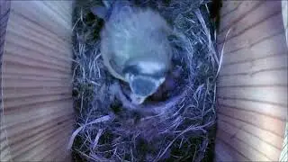 Naissance et envol de m&eacute;sanges bleues