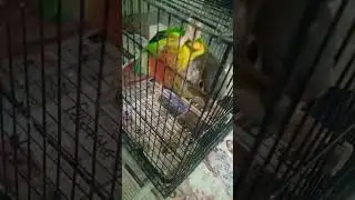 #viral #trending #shorts #short #bird #birdsaviary #youtubeshorts #shortvideo #youtube #cute #love