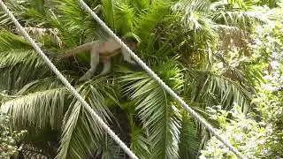 Spider Monkey Having Fun
