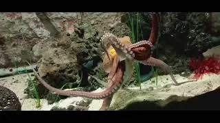 Galway Aquarium Atlantaquaria Salthill Ireland