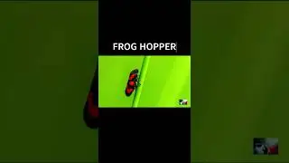 FROG HOPPER | CEROCOPOIDEA |HEMIPTERAN | INSECTS | AUCHENORRHYNCHA| TRIZZLER| #shorts #insects