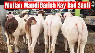 Barish Kay Bad Multan Mandi Main Heavy Bachry Bhe Sasty Ho Gay @SS Tv