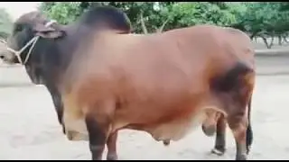 Sultan 2019 | Shah Cattle Farm | Cow Mandi | Karachi Bakra Mandi | Malir Mandi Karachi