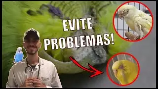 TOP 3 DOENÇAS QUE MAIS ACOMETEM OS PERIQUITOS AUSTRALIANOS! *aprenda a tratar e prevenir*