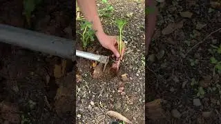 Potato Tree Plant #agriculture #vegetables #farming #shorts