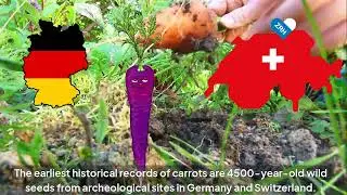 History of Ancient Carrots, did you know that antient carrots were purple? #shorts  #facts