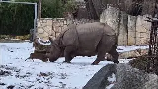 A funny fight between these two animals ||Have fun 😊