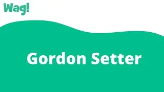 Gordon Setter | Wag!