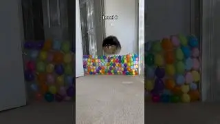 Adorable fluffy dog jumps over stacks of eggs 🥚 #easter #dog