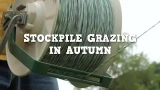 Stockpile Grazing in Autumn