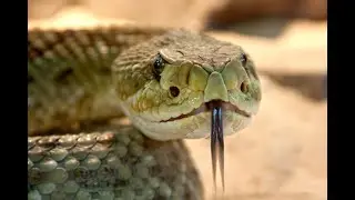 The Naked Cyclist & Surfing Snake