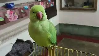 Talking parrot 🦜// mummy papa bolne wala mithu parrot@mithurajavlogs23