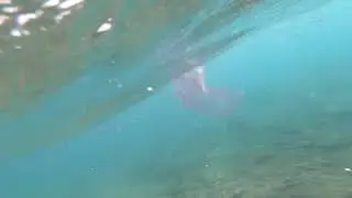 pyrosoma - red sea eilat