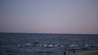 Swan Sunset at Cottage Dec 23