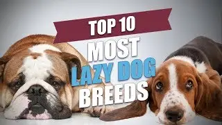 Top 10 Most Lazy Dog Breeds